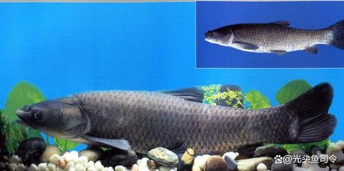 青鱼视频国产3,探索青春光影下的情感世界